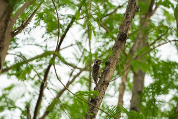 a Philippine pygmy woodpecker pecking on the wood to look for a food