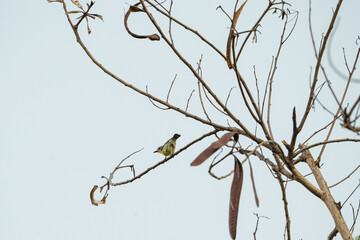 a pied triller hanging on a tree branch