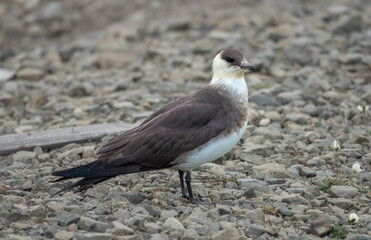 Closeup of a great arctic skua  Longyearbyen, Spitsbergen, Svalbard, Norway