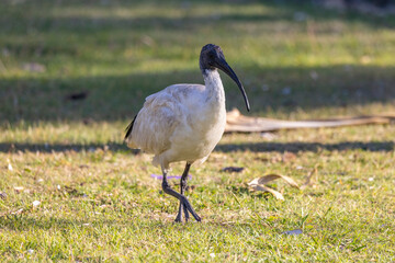 Australian white ibis bin chicken in city park land area, New South Wales, Australia