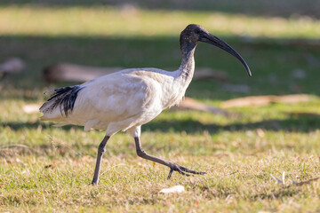 Australian white ibis bin chicken in city park land area, New South Wales, Australia