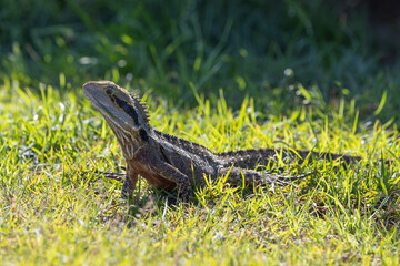 Close up of an Eastern Water Dragon in it's native habitat in Queensland, Australia