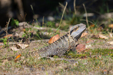 Close up of an Eastern Water Dragon in it's native habitat in Queensland, Australia