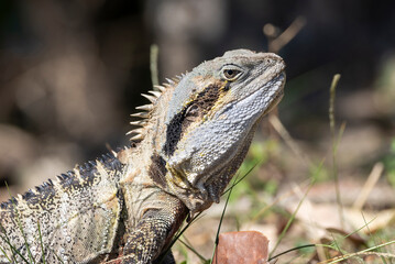 Close up of an Eastern Water Dragon in it's native habitat in Queensland, Australia