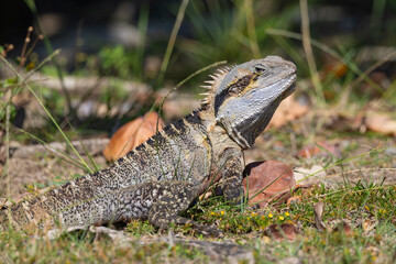 Close up of an Eastern Water Dragon in it's native habitat in Queensland, Australia