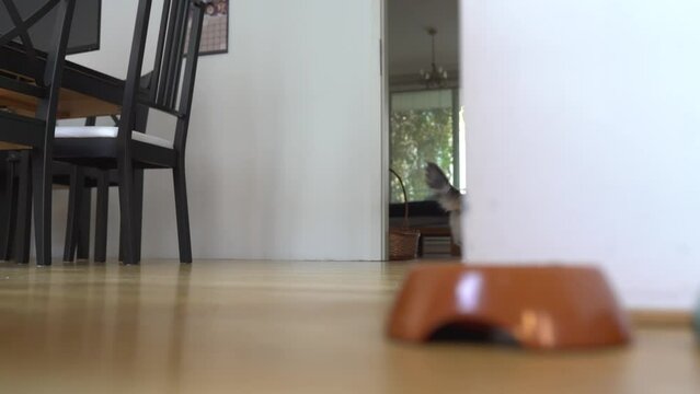 Feeding domestic cat dry food