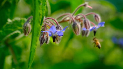 Borage Bud or Beebread flower or Borago Officinalis. Also known as Beeplant, Talewort, Starflower, Cool-Tankard, Tailwort, Burrage, Bugloss, Comfrey.