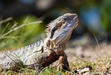 Close up of an Eastern Water Dragon in it's native habitat in Queensland, Australia