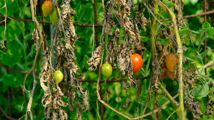 Dried leaves of tomato trees due to lack of watering water.