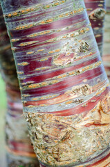 Prunus serrula Tibetan cherry birch bark cherry