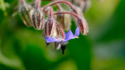 Borage Bud or Beebread flower or Borago Officinalis. Also known as Beeplant, Talewort, Starflower, Cool-Tankard, Tailwort, Burrage, Bugloss, Comfrey.