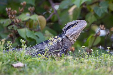 Close up of an Eastern Water Dragon in it's native habitat in Queensland, Australia