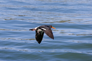 Australian Pied Oystercatcher in flight along river estuary natural habitat, New South wales, Australia