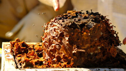 Sugarbag Bee beehives. Sugarbag Bee or Tetragonula Carbonaria is a stingless bee, endemic to the north-east coast of Australia.