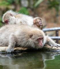 警戒ニホンザル