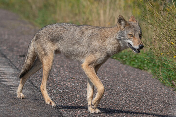 Eastern Coyote on shoulder of roadway.