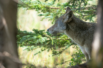 Eastern Coyote gazing out through tree's.