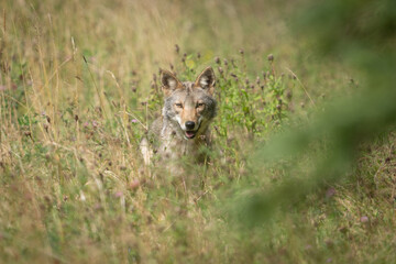 Coyote pausing in tall grass.