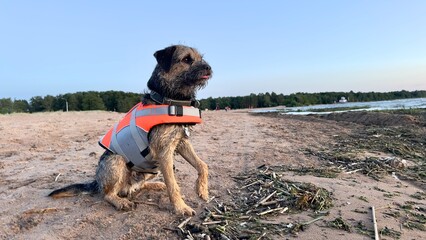 dog in a life jacket. rescue dog on the beach