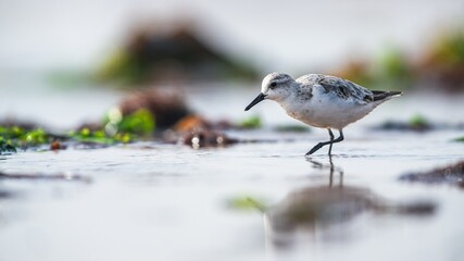 Sanderling, Calidris Alba, birds on the beach at low tide, Dawlish Warren, Devon, England