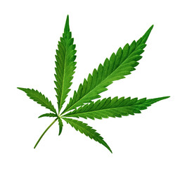 Cannabis leaf cut out on transparent background