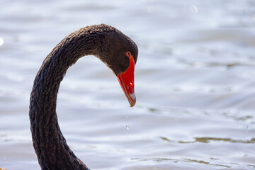 Fototapeta premium Close up of Black swans floating along the Terranora creek near Tweed River, New South Wales, Australia