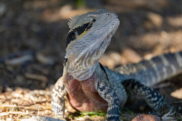 Close up of an Eastern Water Dragon in it's native habitat in Queensland, Australia