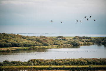Multiple birds flying over a swampy oceanside landscape with a pond and the ocean in the background