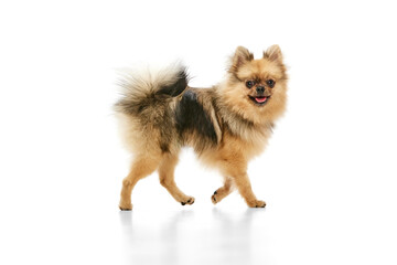 Obraz premium Beautiful, positive, purebred pomeranian spitz dog walking over white studio background. Concept of domestic animals, care, pet love, vet. Copy space for ad