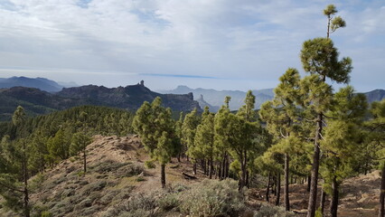 Fototapeta na wymiar trees on the mountain in Gran Canaria