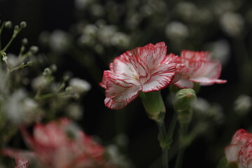 黒バックの赤いカーネーションとカスミソウの花