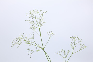 白背景のカスミソウの花