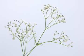 白背景のカスミソウの花