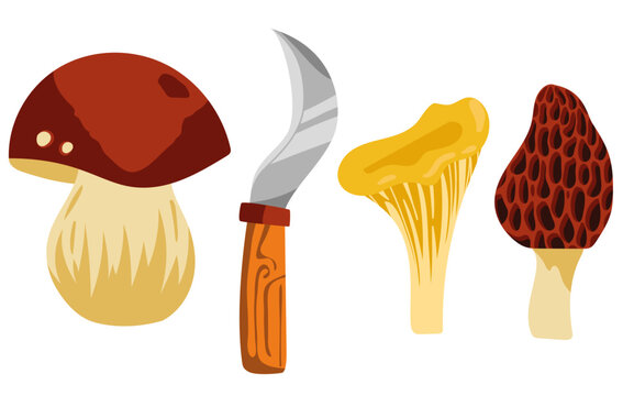 planche de champignon, girolle, c&egrave;pe et morille avec leur couteau de cueillette