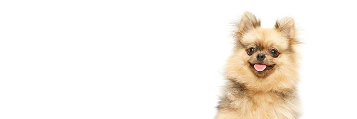 Obraz premium Cute dog, pomeranian spitz sitting with tongue sticking out over white studio background. Happy and smiling. Concept of domestic animals, care, pet love, vet. Copy space for ad. Banner
