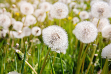 White lush dandelions on a green field on a sunny day.