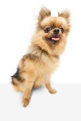 Cute, funny dog, pomeranian spitz sitting with tongue sticking out over white studio background. Concept of domestic animals, care, pet love, vet. Copy space for ad