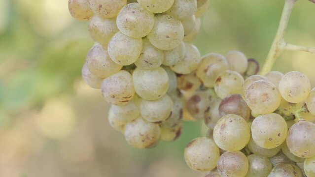 Macro Shot of Beautiful White Bunch of Grapes on a Vine in a Vineyard, Soft Sunrise Light, Slow Motion