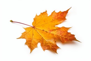 Obraz premium Autumn maple leaf isolated on white background. Generative AI