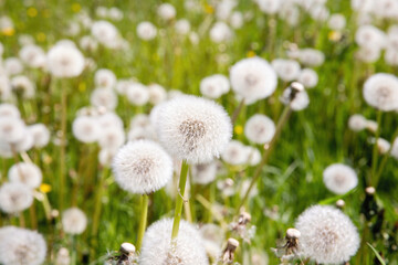 White lush dandelions on a green field on a sunny day.