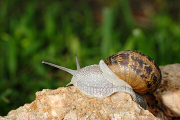 Green garden snail crawling on wet leaves