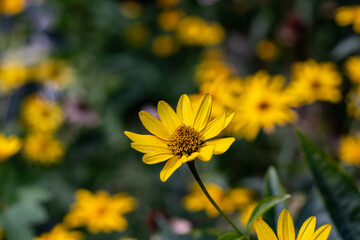 Jerusalem artichoke in the Kharkov courtyard. Beautiful yellow flower.