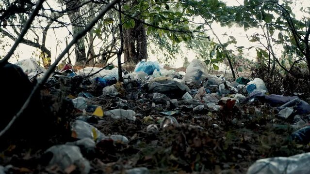 Garbage dump organized in a forest recreational area