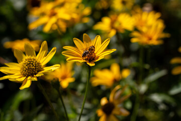 Jerusalem artichoke in the Kharkov courtyard. Beautiful yellow flower.