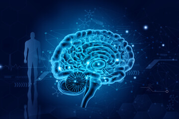 Human brain anatomy on blue color. scientific background. 3d illustration. - obrazy, fototapety, plakaty