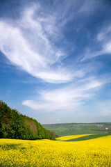 Czech Republic. South Moravia. Rapeseed field in spring time
