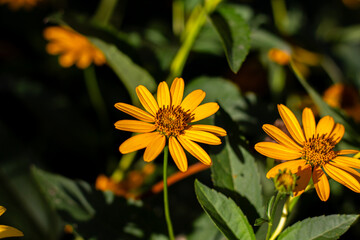 Jerusalem artichoke in the Kharkov courtyard. Beautiful yellow flower.