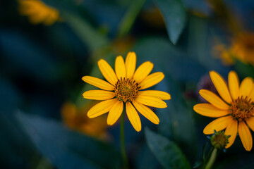 Jerusalem artichoke in the Kharkov courtyard. Beautiful yellow flower.