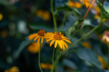 Jerusalem artichoke in the Kharkov courtyard. Beautiful yellow flower.