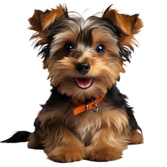 Yorkshire terrier dog